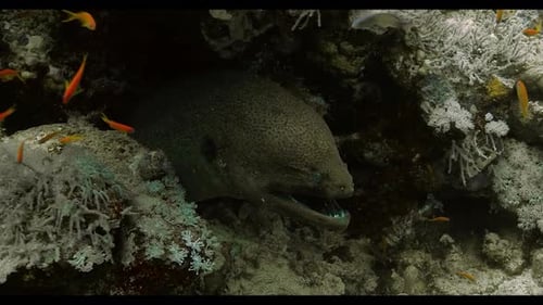 Electric Eel Fish: Exploring the Shockingly Fascinating World of this Electrifying Creature 4K