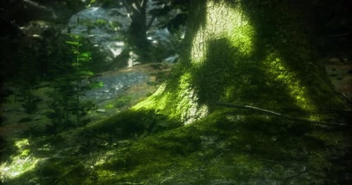 Sunlight Filters Through Trees Illuminating Mossy Ground in a Serene Forest