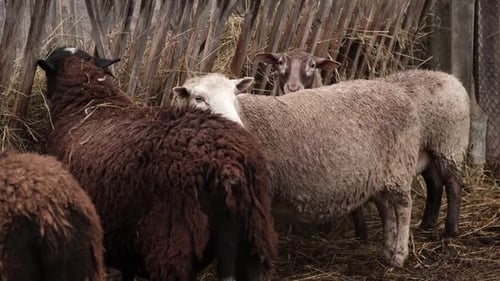 Flock of Sheep Grazes Peacefully in a Rustic Farm Setting Alive with Nature Detailed Closeup of
