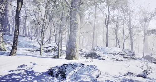Winter Wonderland in a Serene Forest with Snow Covered Ground and Trees