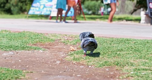 Pigeons eat crumbled white bread on grass lawn in park