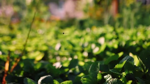 Slow-motion Close-up of a Fly on a Background of Green Bushes. Sunny Summer Weather