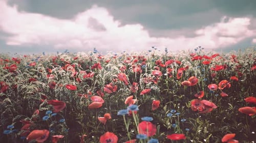 Lebendiges Feld aus roten Mohnblumen und blauen Blumen unter bewölktem Himmel