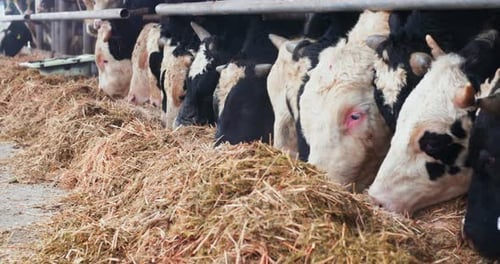 Modern Cattle Farming