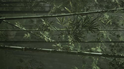 Vertical Video of Bamboo Sprouts Forest