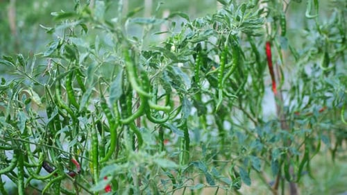 vegetais de pimenta