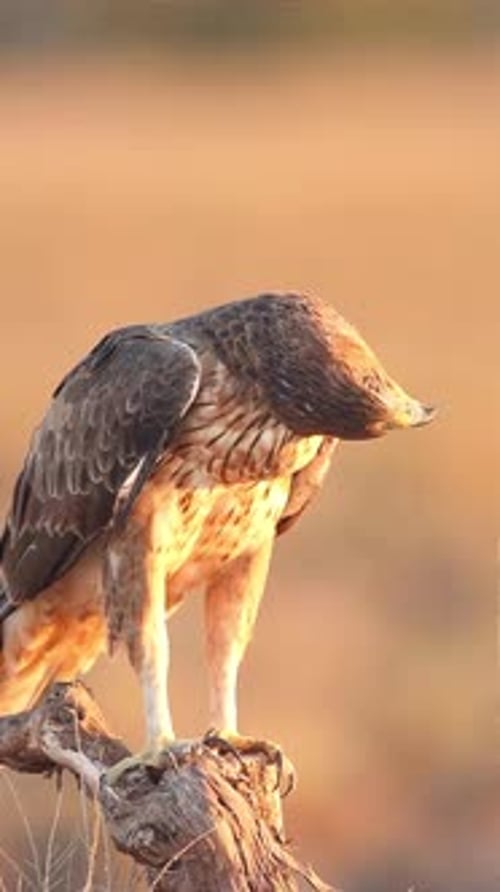close up of eagle turning its head