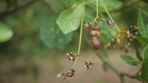 Leaves, blossoms and new fruit of cashew tree blowing in gentle breeze. Growing cashew nuts in India