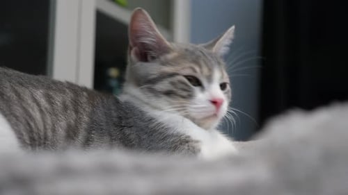 Adorable Gray and White Kitten Lounging Indoors