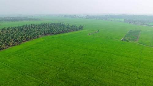 Aerial View of Vast Green Rice Fields and Rural Farmland