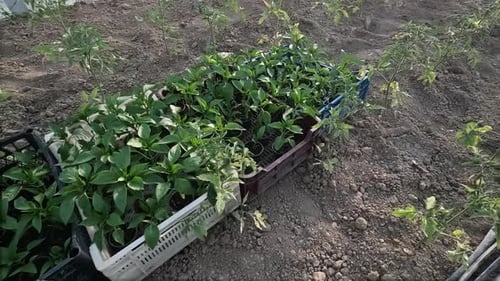 Seedlings Growing in a Rural Greenhouse Environment