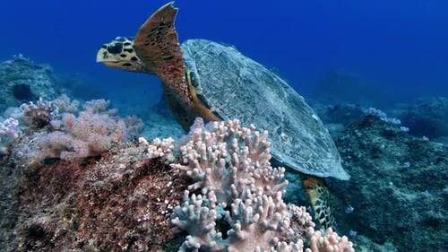Hawksbill turtle