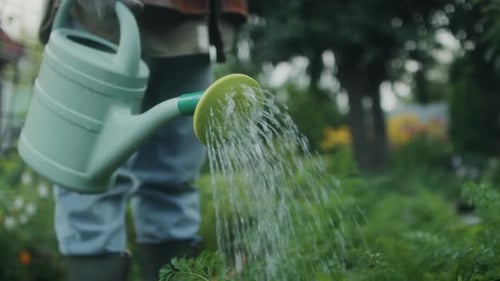 Watering Plants in Garden