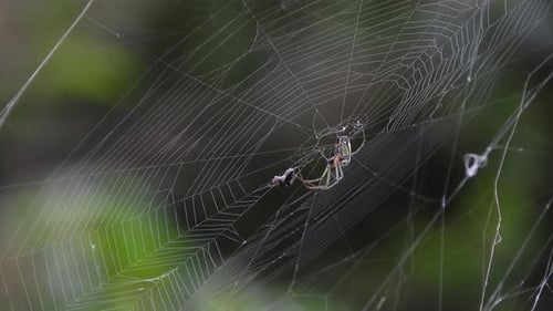 Une toile d'araignée brille sur un fond sombre