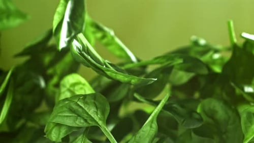 Spinach Leaves Falling in Slow Motion