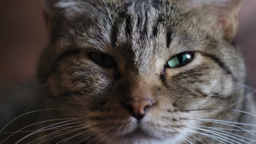 Sleepy Eyes Of A Cute Tabby Cat Indoor. Close Up