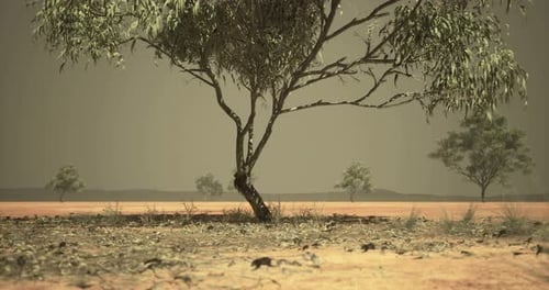 Dusty Landscape with Sparse Trees Under a Hazy Sky in an Arid Region