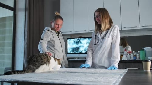 Professional veterinarian examine cat during appointment in veterinary clinic discusses diagnosis