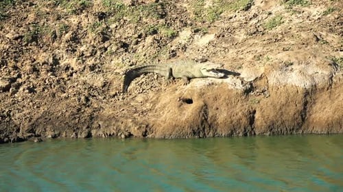 Sri Lanka Crocodile Relaxing by River