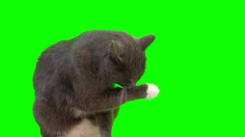 Katze reinigt sich selbst, indem sie auf grünem Hintergrund leckt, niedliche graue Katze, die sich selbst pflegt, um sich zu entspannen