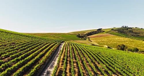 Vineyard, grapes and aerial of farm in countryside for agriculture, growth and wine production