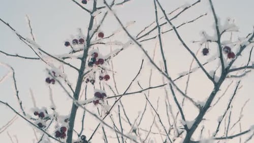Paradise Apples on Twigs with Fresh Snow Against Morning Sky