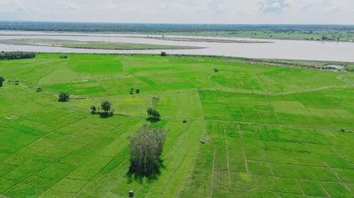 Traditional Rice Farming – Green Paddy Fields and Agricultural Landscape in Asia