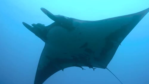Majestic Manta Ray Glides Through Tropical Ocean Waters