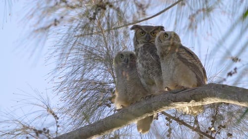 Great Horned Owl Family Perched on Australian Pine Tree Branch