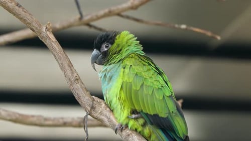 Sleepy Nanday Parakeet Bird (Aratinga Nenday) or Black-hooded Parakeet Perched on a Branch in Sunlig