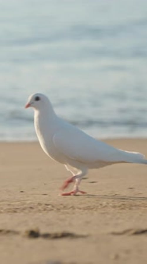 Una paloma blanca al amanecer, corriendo por una playa de arena a la orilla del mar. El agua está detrás de él. Verti