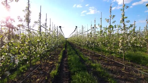 Blooming industrial apple orchard on a trellis against a blue sky