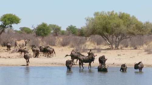 Wildebeest Herd Drinking at a Watering Hole