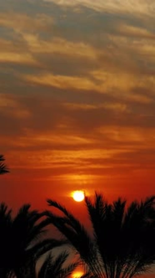 Palms and Sunrise Over Sea Timelapse
