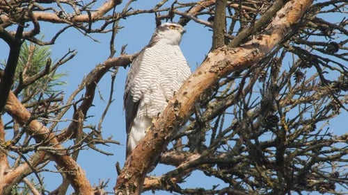 Goshawk Accipiter gentilis is watching over the hunting grounds