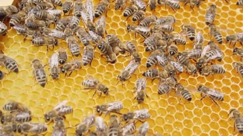 Close-up of many bees working on there honeycomb. Slow Motion