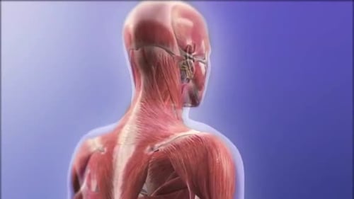 3D Human Anatomy Animation: Muscles, Skeleton, and Nervous System