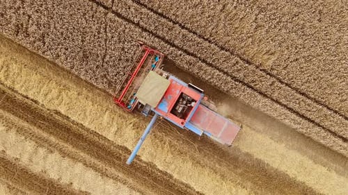 Vintage Combine Harvester Collects Wheat Field Crops Aerial View
