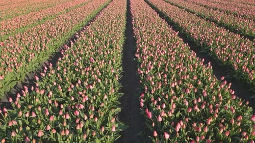 Aerial drone shot move forward over the beautiful pink Tulip fields in the Netherlands.