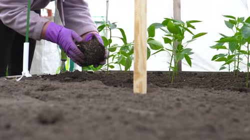 Person Planting a Seedling in the Garden