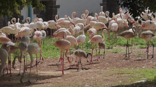 Busy flock of Greater and Lesser Flamingos in enclosure