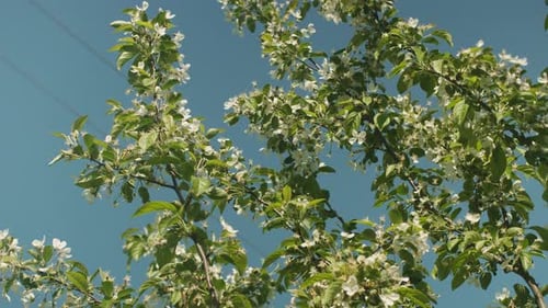 Apple Tree Blossoms in Spring