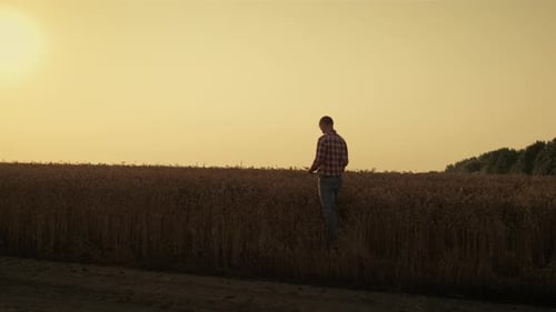 Man examining wheat in agricultural field at sunset