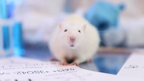 White Mouse Standing on Scientific Paper in Laboratory