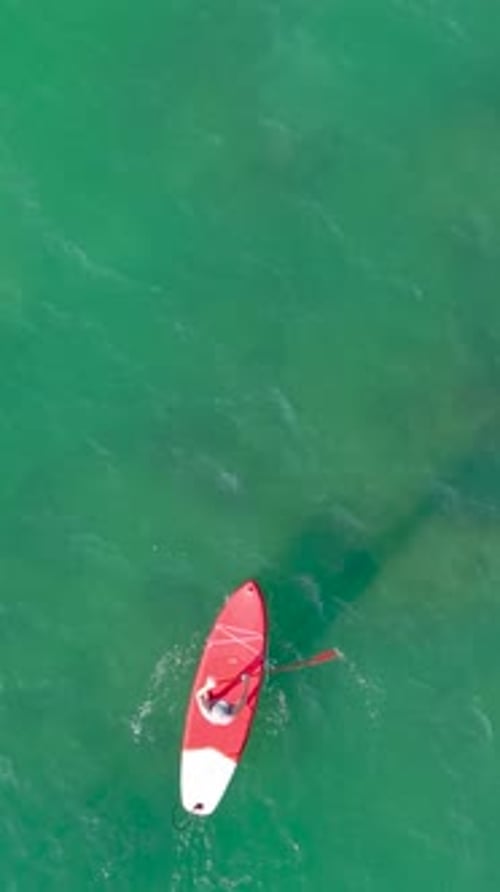 Athlete Paddling on a Stand Up Paddle Board in the Ocean Vertical