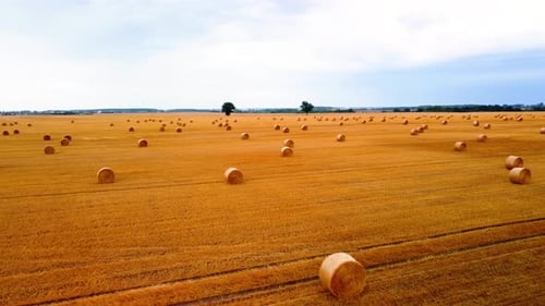 Aerial view of a large industrial brown field with many hay bales in 4K