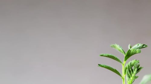 Growing Plant Chickpeas