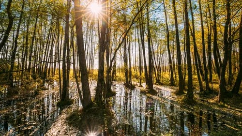 Wald, Bäume, Wald, die dastehen