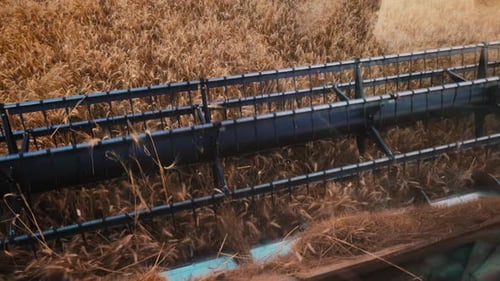 Harvesters for Harvesting Grain While Working View From the Combine Harvester Cab Harvesting