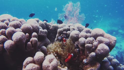 4k video footage of clown fish swimming underwater amongst the anemone